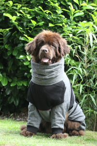 Hundebademantel mit Beinen Dryup Body Zip.Fit grau BIG 79 cm