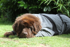 Hundebademantel mit Beinen Dryup Body Zip.Fit grau BIG 79 cm