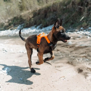 Ramble Hundegeschirr Non-stop dogwear