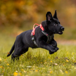 Ramble Hundegeschirr Non-stop dogwear