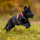Ramble Hundegeschirr Non-stop dogwear