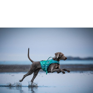 Non-stop dogwear Hunde-Schwimmweste