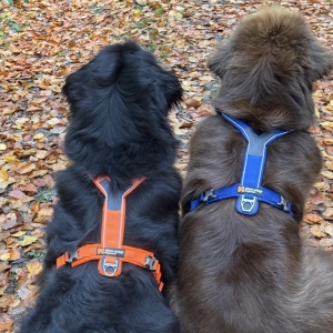Hundegeschirr Line Harness Non-stop dogwear