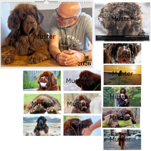 Foto Wandkalender 2026 FLY Neufundländer