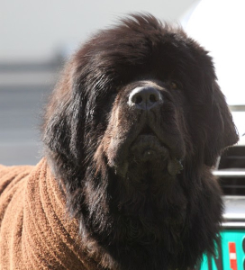 STANDARD  Dryup Cape Hundebademantel (Gr.XS-XXL) - viele Farben