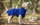 STANDARD  Dryup Cape Hundebademantel (Gr.XS-XXL) - viele Farben