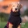 MINI Dryup Cape Hundebademantel - viele Farben
