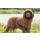 BIG Dryup Cape Hundebademantel  (79 - 90cm) - viele Farben