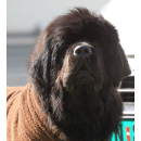 Hundebademantel Dryup Cape BIG BRAUN (90 cm) ohne Bestickung