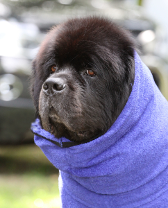 Hundebademantel Dryup Cape BIG BLUEBERRY  (84 cm) ohne Bestickung